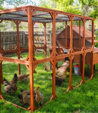 Brahma Chicken Run Extension
