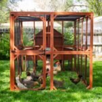 Brahma Chicken Run Extension - Image 6