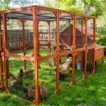 Brahma Chicken Run Extension - Image 2