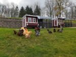 Large Chicken Coop - Up to 15 Chickens - Image 9